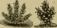 An illustration from Our homes and their adornments; (1884)