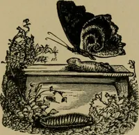 Picture 125 of 132 from Our homes and their adornments; (1884), leaf 376