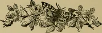 Picture 8 of 132 from Our homes and their adornments; (1884), leaf 65