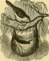 An illustration from Our homes and their adornment: (1883)