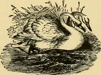 An illustration from Our homes and their adornment: (1883)