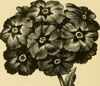 An illustration from Our homes and their adornment: (1883)