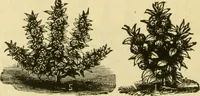 Picture 123 of 137 from Our homes and their adornment: (1883), leaf 363