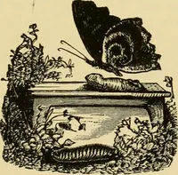 Picture 127 of 137 from Our homes and their adornment: (1883), leaf 388