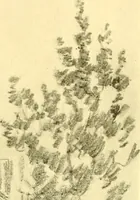 An illustration from Our Philadelphia (1914)