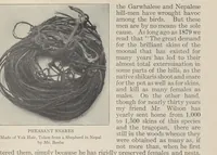 Picture 3 of 3 from Our vanishing wild life; its extermination and preservation (1913), leaf 217
