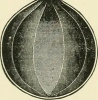 An illustration from An outline of the life and works of Col. Paul Revere; with a partial catalogue of silverware bearing his name (1901)