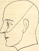 An illustration from Outlines of lectures on the neurological system of anthropology, as discovered, demonstrated and taught in 1841 and 1842 (1854)