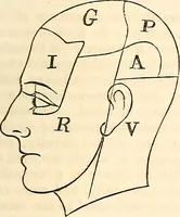 Picture 17 of 43 from Outlines of lectures on the neurological system of anthropology, as discovered, demonstrated and taught in 1841 and 1842 (1854), leaf 114