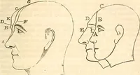 An illustration from Outlines of lectures on the neurological system of anthropology, as discovered, demonstrated and taught in 1841 and 1842 (1854)