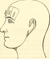 An illustration from Outlines of lectures on the neurological system of anthropology, as discovered, demonstrated and taught in 1841 and 1842 (1854)