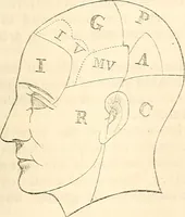 An illustration from Outlines of lectures on the neurological system of anthropology, as discovered, demonstrated and taught in 1841 and 1842 (1854)