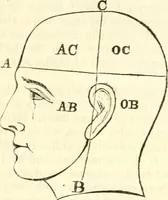 An illustration from Outlines of lectures on the neurological system of anthropology, as discovered, demonstrated and taught in 1841 and 1842 (1854)