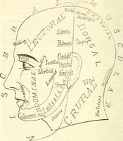 An illustration from Outlines of lectures on the neurological system of anthropology, as discovered, demonstrated and taught in 1841 and 1842 (1854)