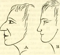An illustration from Outlines of lectures on the neurological system of anthropology, as discovered, demonstrated and taught in 1841 and 1842 (1854)