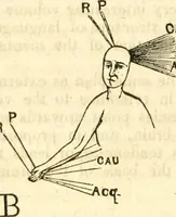 Picture 31 of 43 from Outlines of lectures on the neurological system of anthropology, as discovered, demonstrated and taught in 1841 and 1842 (1854), leaf 313