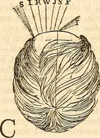 Picture 32 of 43 from Outlines of lectures on the neurological system of anthropology, as discovered, demonstrated and taught in 1841 and 1842 (1854), leaf 314