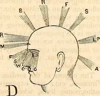 Picture 33 of 43 from Outlines of lectures on the neurological system of anthropology, as discovered, demonstrated and taught in 1841 and 1842 (1854), leaf 314