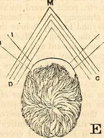 Picture 34 of 43 from Outlines of lectures on the neurological system of anthropology, as discovered, demonstrated and taught in 1841 and 1842 (1854), leaf 316