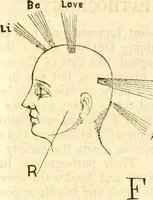 Picture 35 of 43 from Outlines of lectures on the neurological system of anthropology, as discovered, demonstrated and taught in 1841 and 1842 (1854), leaf 319
