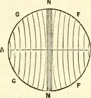 Picture 38 of 43 from Outlines of lectures on the neurological system of anthropology, as discovered, demonstrated and taught in 1841 and 1842 (1854), leaf 339