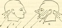 Picture 39 of 43 from Outlines of lectures on the neurological system of anthropology, as discovered, demonstrated and taught in 1841 and 1842 (1854), leaf 343