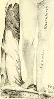 An illustration from Outlines of lectures on the neurological system of anthropology, as discovered, demonstrated and taught in 1841 and 1842 (1854)