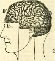 An illustration from Outlines of lectures on the neurological system of anthropology, as discovered, demonstrated and taught in 1841 and 1842 (1854)