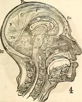 An illustration from Outlines of lectures on the neurological system of anthropology, as discovered, demonstrated and taught in 1841 and 1842 (1854)