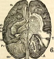 An illustration from Outlines of lectures on the neurological system of anthropology, as discovered, demonstrated and taught in 1841 and 1842 (1854)