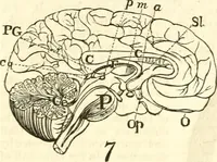 Picture 8 of 43 from Outlines of lectures on the neurological system of anthropology, as discovered, demonstrated and taught in 1841 and 1842 (1854), leaf 87