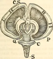 Picture 11 of 43 from Outlines of lectures on the neurological system of anthropology, as discovered, demonstrated and taught in 1841 and 1842 (1854), leaf 90