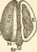 An illustration from Outlines of lectures on the neurological system of anthropology, as discovered, demonstrated and taught in 1841 and 1842 (1854)
