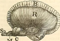 Picture 13 of 43 from Outlines of lectures on the neurological system of anthropology, as discovered, demonstrated and taught in 1841 and 1842 (1854), leaf 90