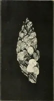 Picture 1 of 44 from Oxford silver pennies from A.D.925-A.D.1272 (1904), leaf 7