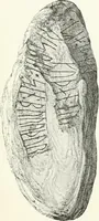 An illustration from De danske runemindesmaerker, forklarede (1864)