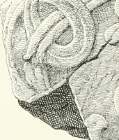 An illustration from De danske runemindesmaerker, forklarede (1864)