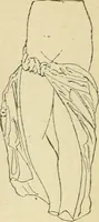 An illustration from Répertoire de la statuaire grecque et romaine (1908)