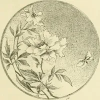 Picture 111 of 243 from Gazette des beaux-arts (1859), leaf 366