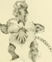Picture 162 of 243 from Gazette des beaux-arts (1859), leaf 486