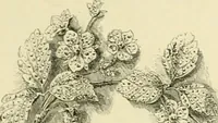 Picture 165 of 243 from Gazette des beaux-arts (1859), leaf 490