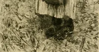 Picture 224 of 243 from Gazette des beaux-arts (1859), leaf 632