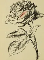 An illustration from The painters' encyclopædia. Containing definitions of all important words in the art of plain and artistic painting, with details of practice in coach, carriage, railway car, house, sign and ornamental painting, including graining, marbling ... and valuable hints and helps in scene painting, porcelain painting, plain painting, distemper painting, and all work in which a brush, pencil or palette is used (1887)