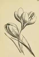 An illustration from The painters' encyclopædia. Containing definitions of all important words in the art of plain and artistic painting, with details of practice in coach, carriage, railway car, house, sign and ornamental painting, including graining, marbling ... and valuable hints and helps in scene painting, porcelain painting, plain painting, distemper painting, and all work in which a brush, pencil or palette is used (1887)