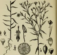 Picture 8 of 46 from Painting and painters' materials: a book of facts for painters and those who use or deal in paint materials (1883), leaf 101