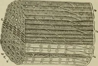 An illustration from Painting and painters' materials: a book of facts for painters and those who use or deal in paint materials (1883)