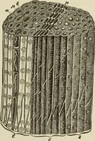 Picture 6 of 46 from Painting and painters' materials: a book of facts for painters and those who use or deal in paint materials (1883), leaf 78