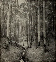 Picture 8 of 50 from Paintings by American artists : colonial portraits (1914), leaf 25
