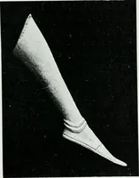 An illustration from The palaces of Crete and their builders (1907)