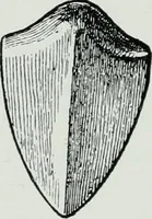 An illustration from The palaces of Crete and their builders (1907)